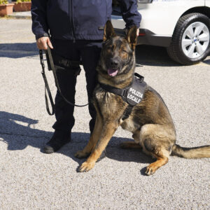 cane pastore tedesco con pettorina della polizia locale unità cinofila