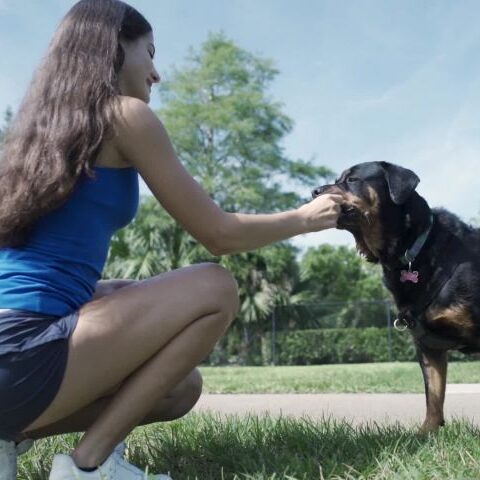 educatore cinofilo rinforza comportamento di cane rottweiler