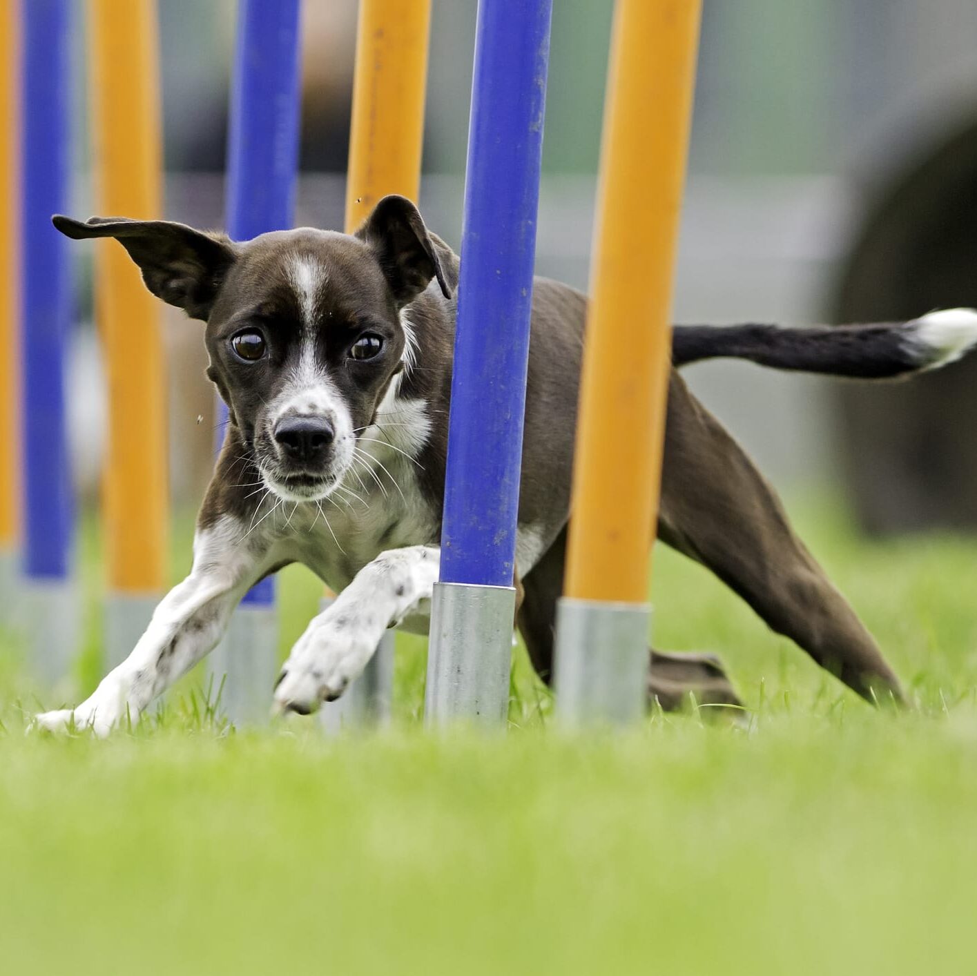 un cane che fa lo slalom tra gli ostacoli di agility dog
