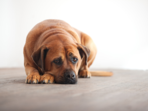 cane triste per la perdita del cane compagno