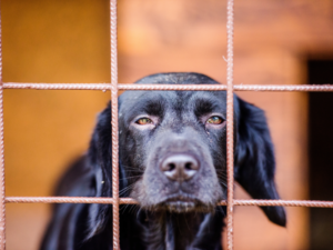cane nero dentro in canile